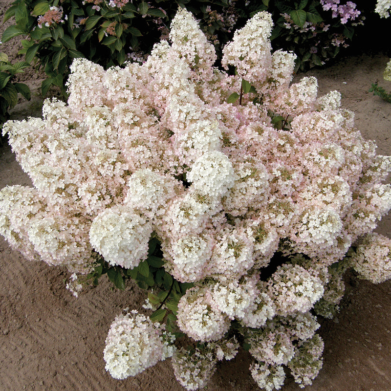 Bobo hydrangea flowers obscure the foliage even as they transform from white to pink.