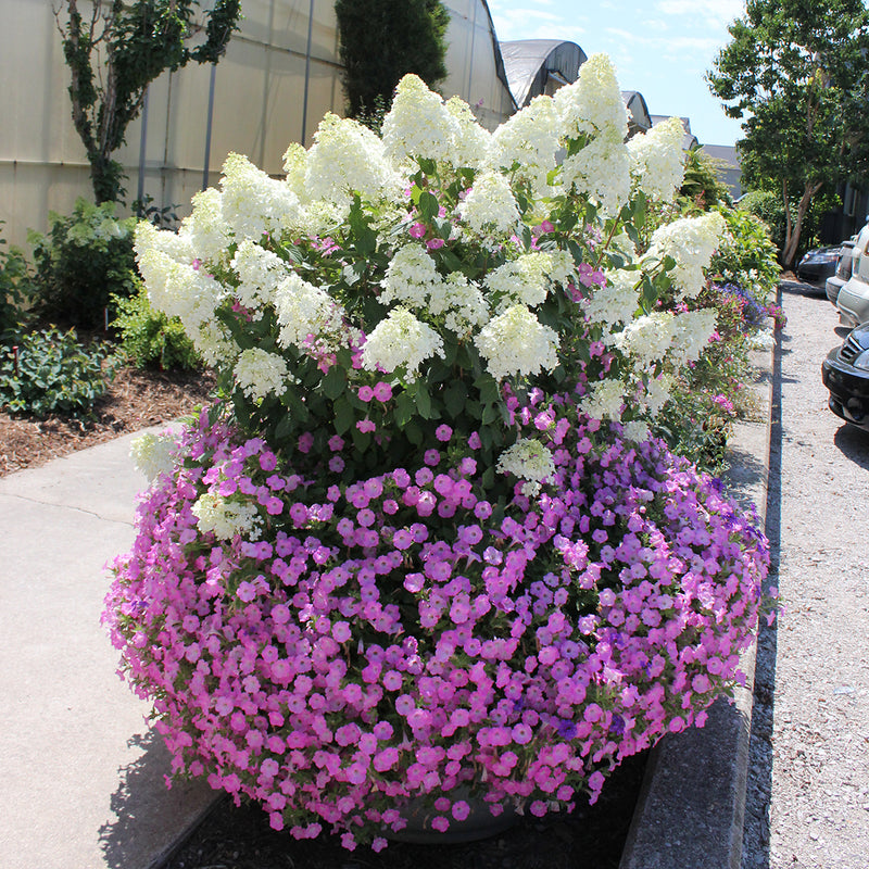 Bobo hydrangea growing in a large container surrounded by blooming pink petunias.