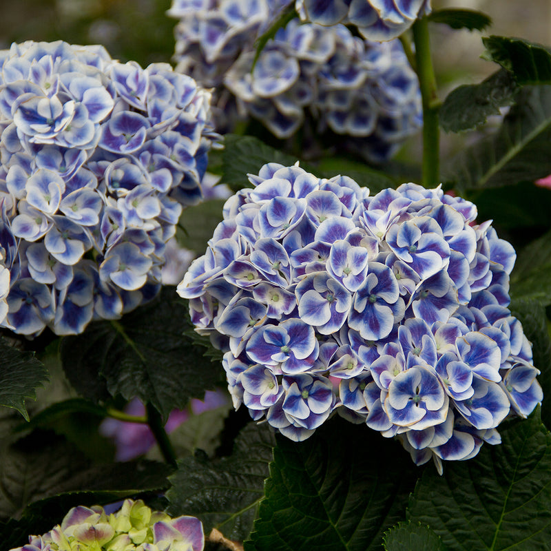 The big mophead blooms of Cityline Mars hydrangea are purple-blue and white.