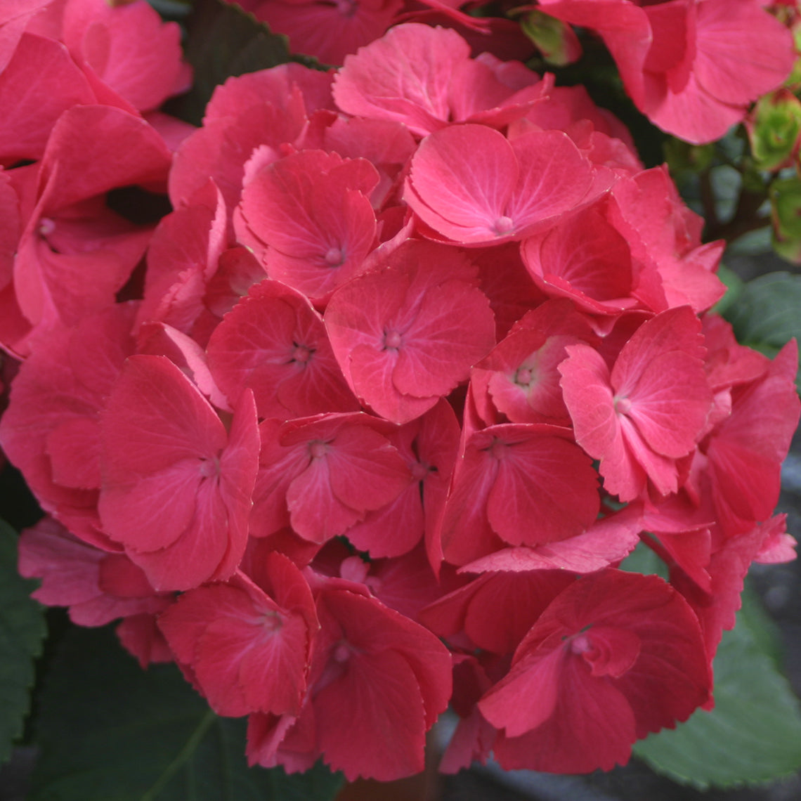 Closeup of the deep pink-red blooms of Cityline Paris hydrangea.