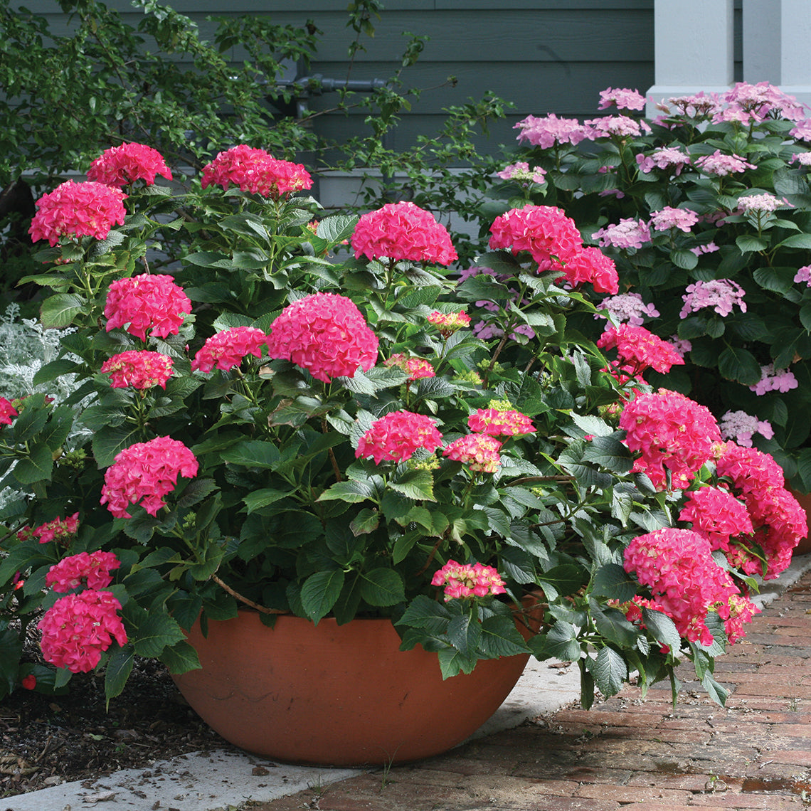 Covered in deep pink mophead blooms, Cityline Paris hyrangea grows in a large terra cotta pot on a patio.