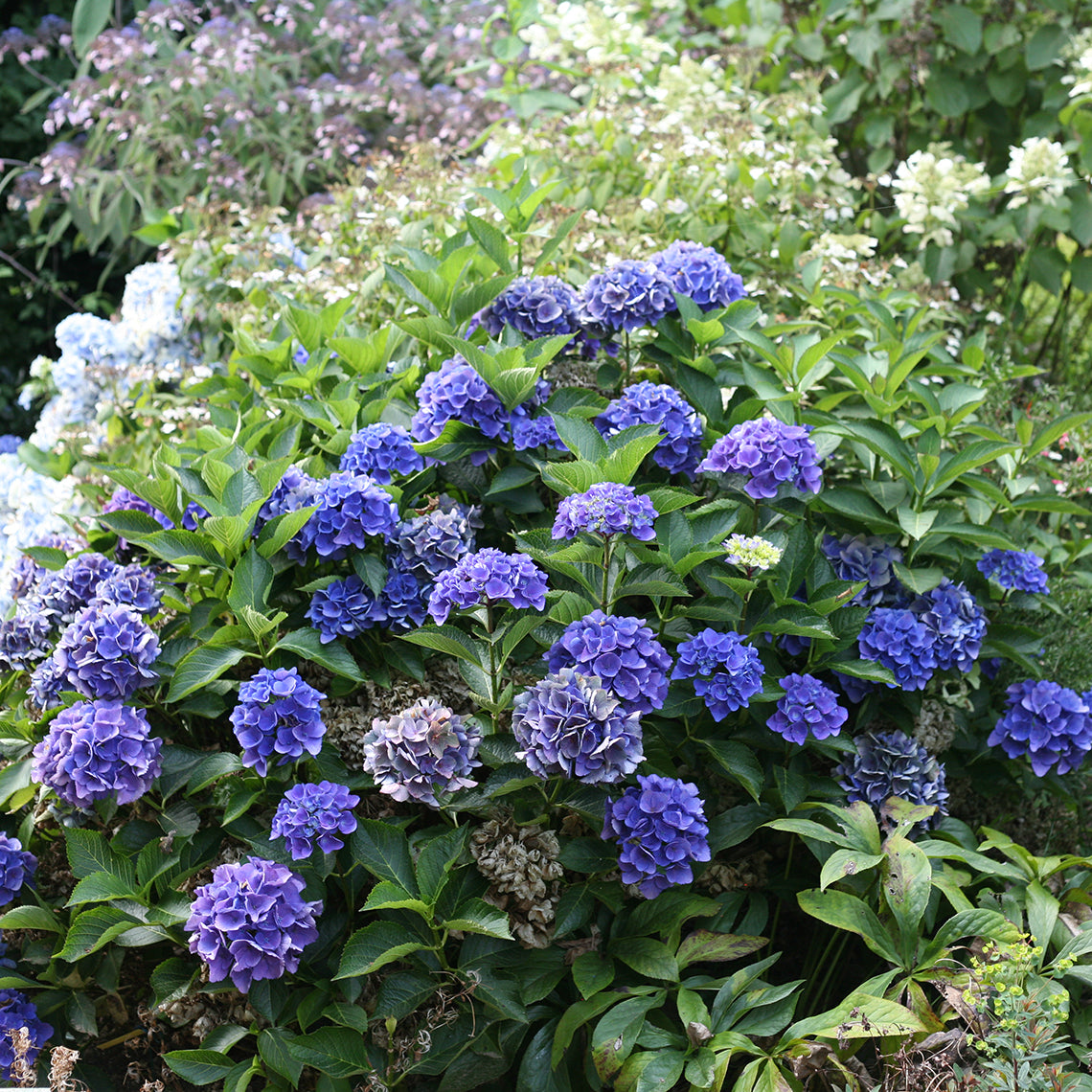 Cityline Venice hydrangea blooming with dozens of deep blue mophead flowers.