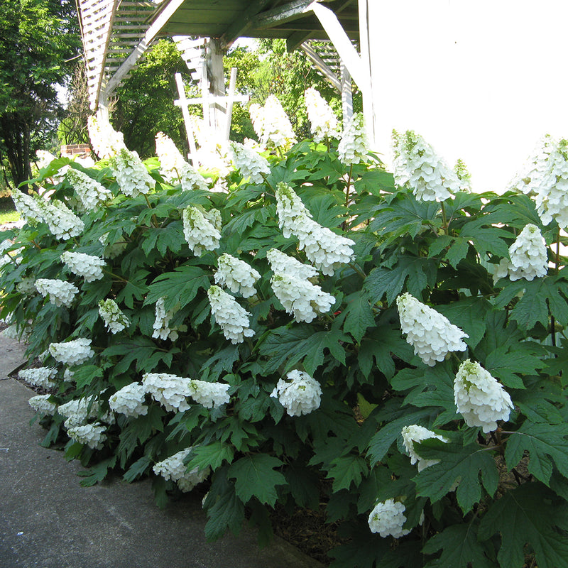 Gatsby Gal oakleaf hydrangea planted next to a building and covered in large white cone-shaped blooms.