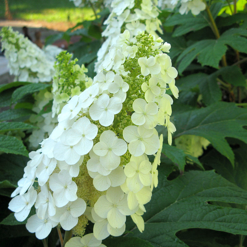Closeup look at the flower of Gatsby Gal oakleaf hydrangea, the bursts of fertile florets can clearly be seen beneath the sterile ones.