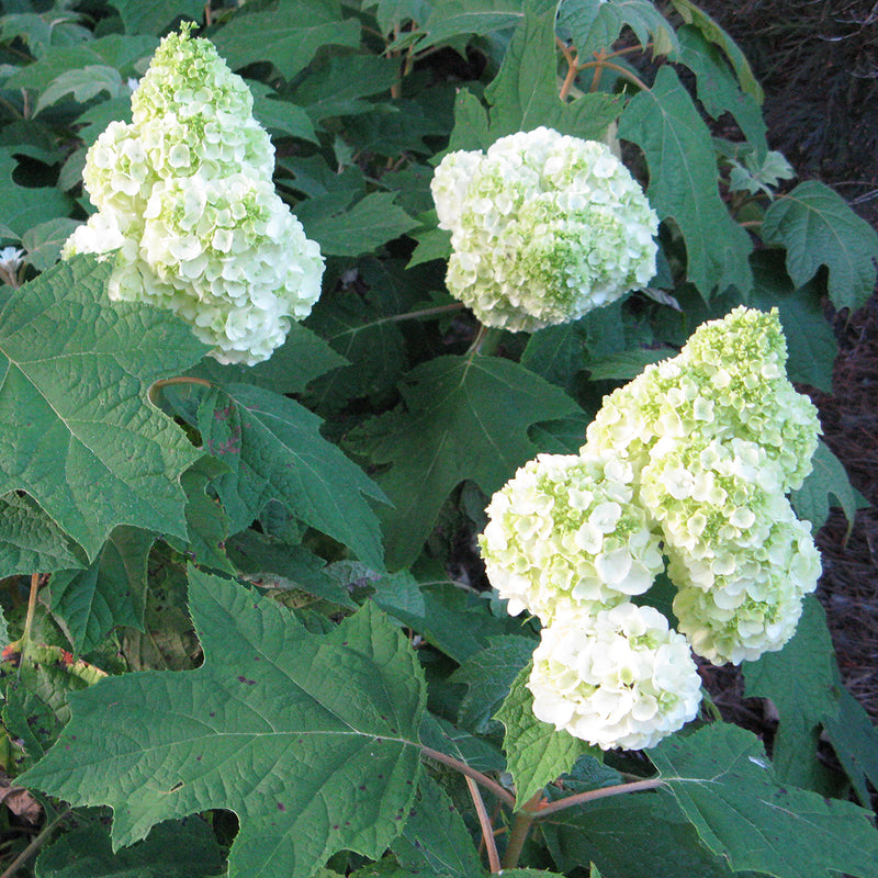 A downward view of the big, full, mophead blooms of Gatsby Moon oakleaf hydrangea. 