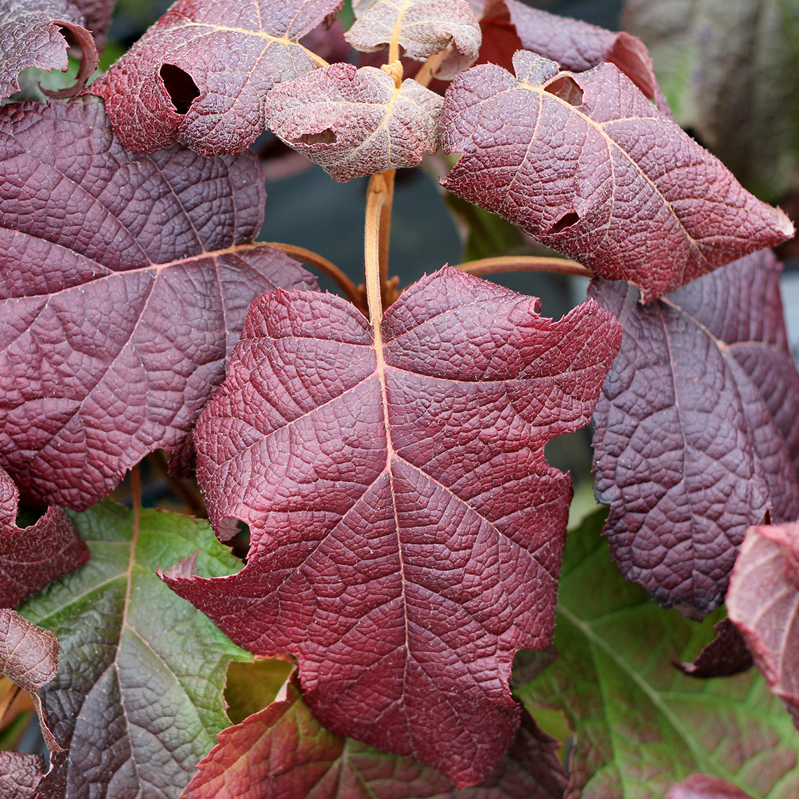 The deep burgundy red fall color of Gatsby Moon oakleaf hydrangea.