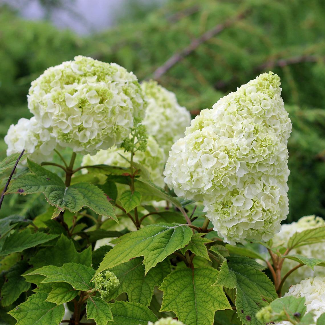 Gatsby Moon® Oakleaf Hydrangea