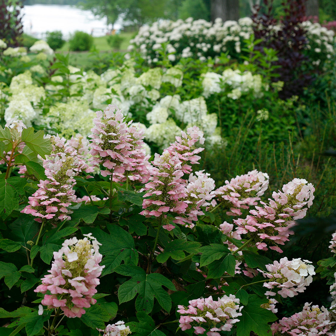 Gatsby Pink oakleaf hydrangea just beginning to turn pink.