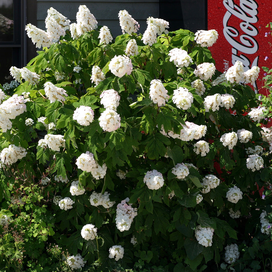 A specimen of Gatsby Pink oakleaf hydrangea in full bloom next to a Coke machine.