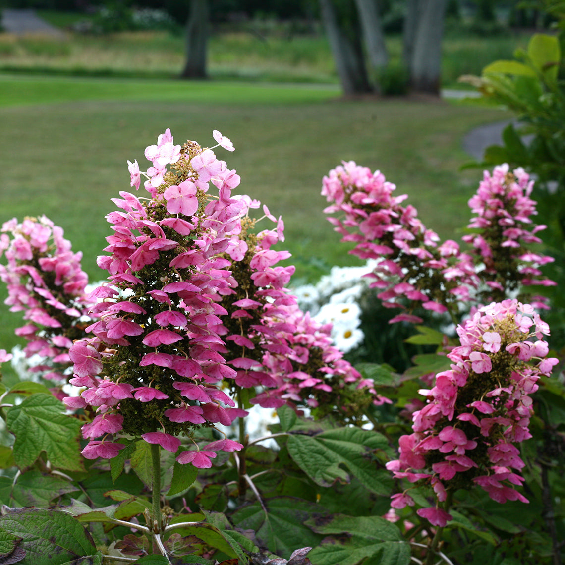 Closeup look at the blooms of Gatsby Pink oakleaf hydrangea after they've turned pink.