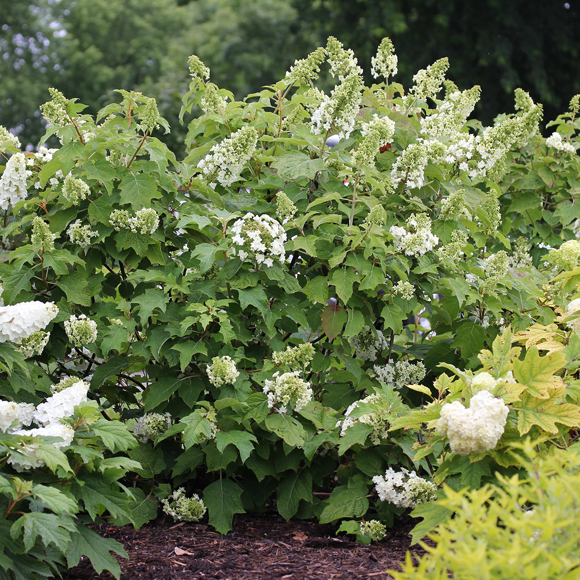 A specimen of Gatsby Star oakleaf hydrangea coming into bloom in the garden.