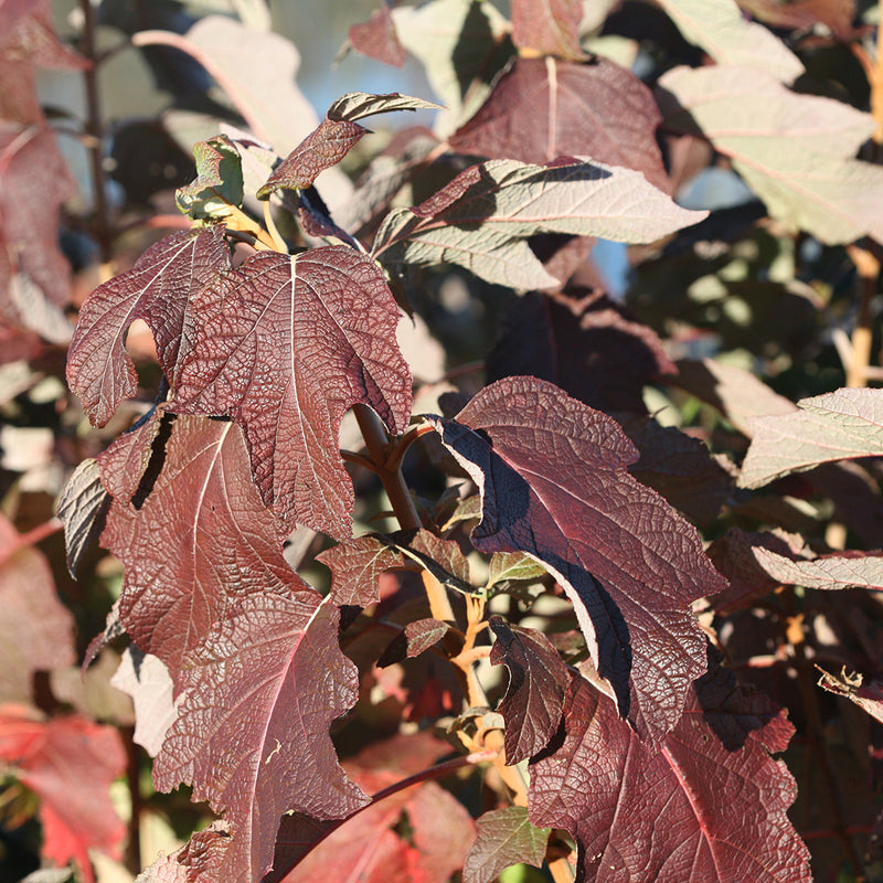 The dark maroon burgundy fall foliage of Gatsby Star oakleaf hydrangea.