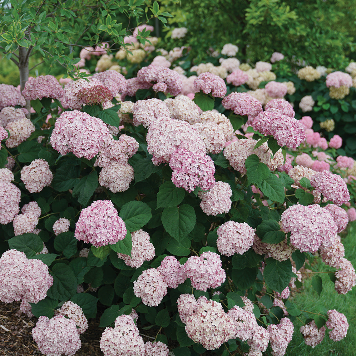 A flower covered specimen of Incrediball Blush hydrangea.