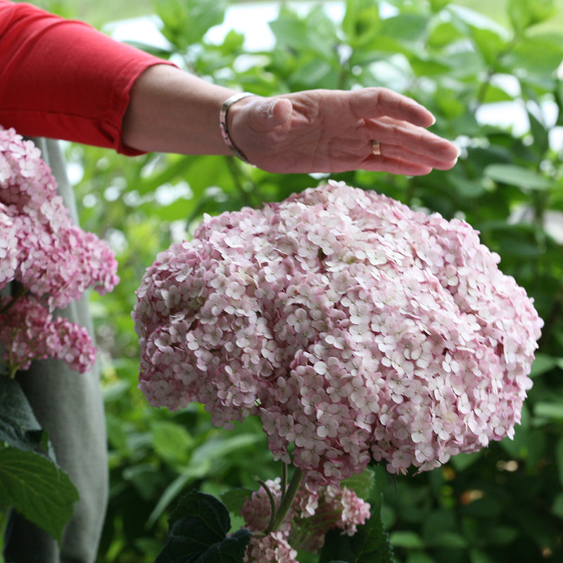 Incrediball Blush hydrangea has very large flower heads, so here , a woman's hand reaches toward the bloom to show its size.