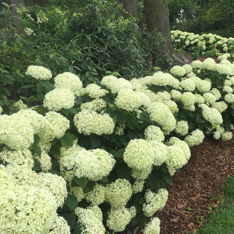 A winding hedge of Invincibelle Limetta smooth hydrangea covered in cool green mophead blooms.