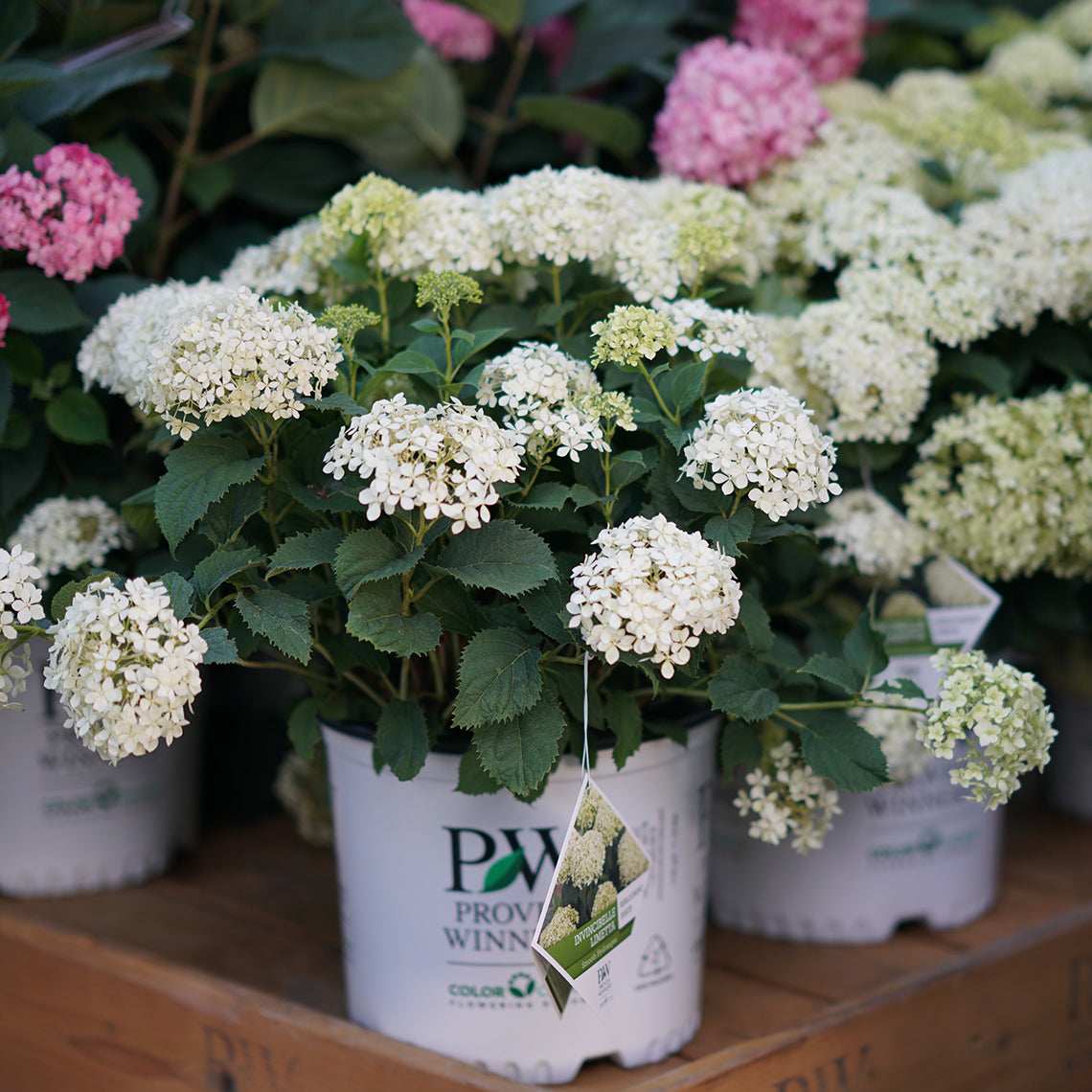 a plant of Invincibelle Limetta smooth hydrangea in a white proven winners container.