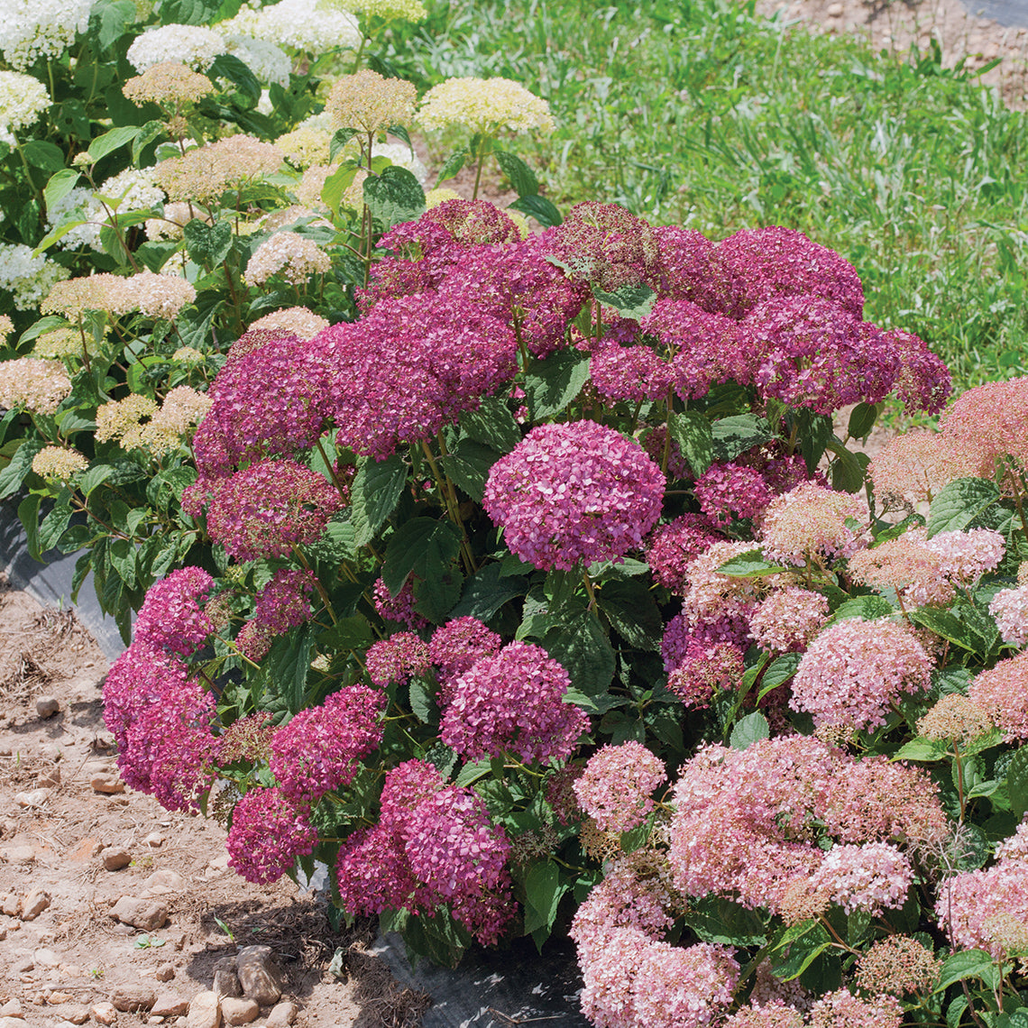 Invincibelle Mini Mauvette smooth hydrangea being trialed in a field surrounded by other hydrangeas.