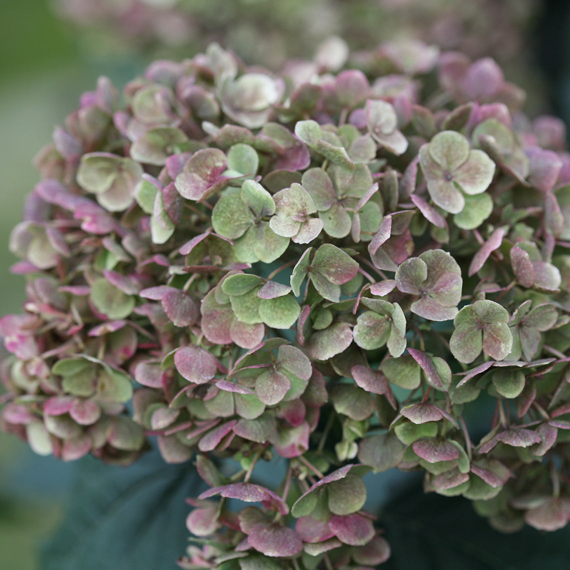 Invincibelle Mini Mauvette® Smooth Hydrangea