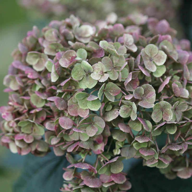 A closeup of the aging bloom of Invincibelle Mini Mauvette smooth hydrangea showing its antiqued mauve and green tones.