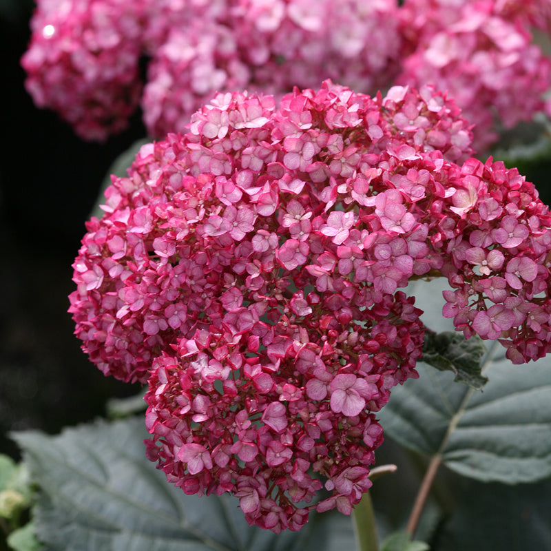 A closeup look at the flowers of Invincibelle Ruby smooth hydrangea which plainly shows the interesting two toned effect, with pink on top and red on the bottom of the petals.