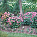 Invincibelle® Ruby Smooth Hydrangea