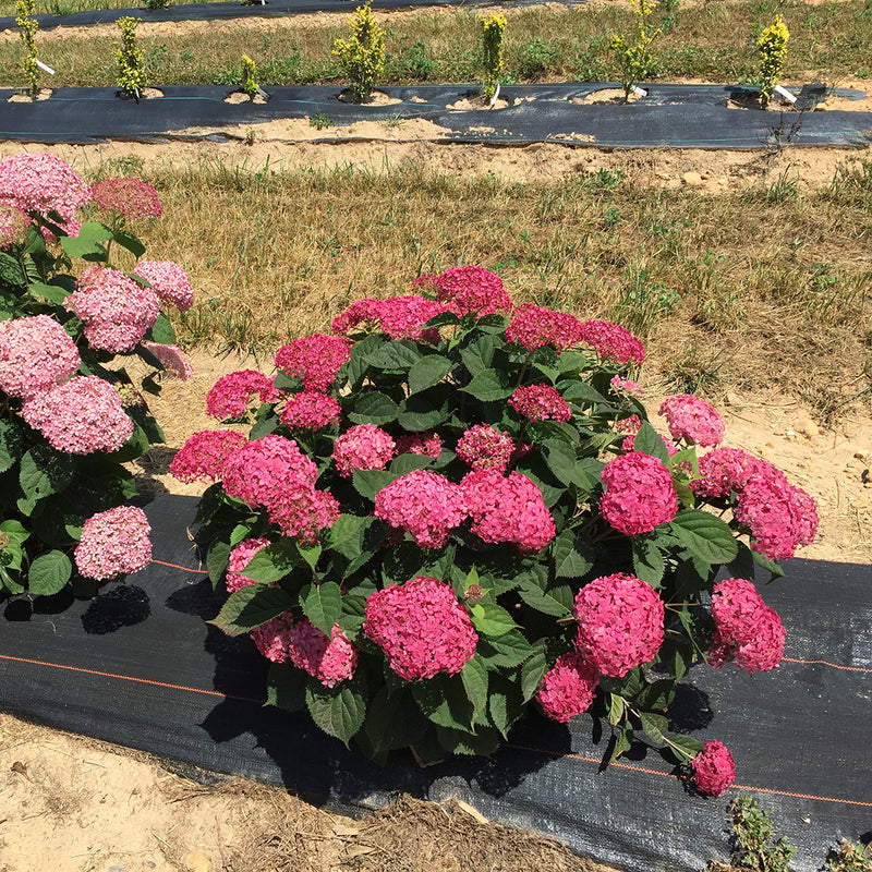 Invincibelle Ruby smooth hydrangea being trialed in a field and showing its outstanding color and bloom set.