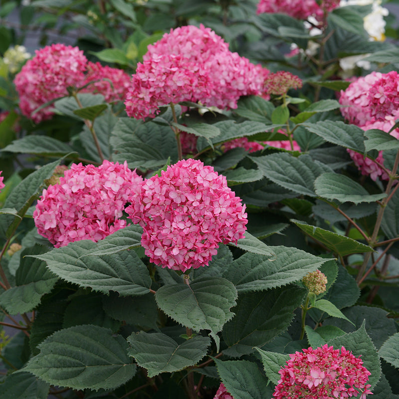Invincibelle Ruby smooth hydrangea flowers are a vivid red-pink against dark green foliage.