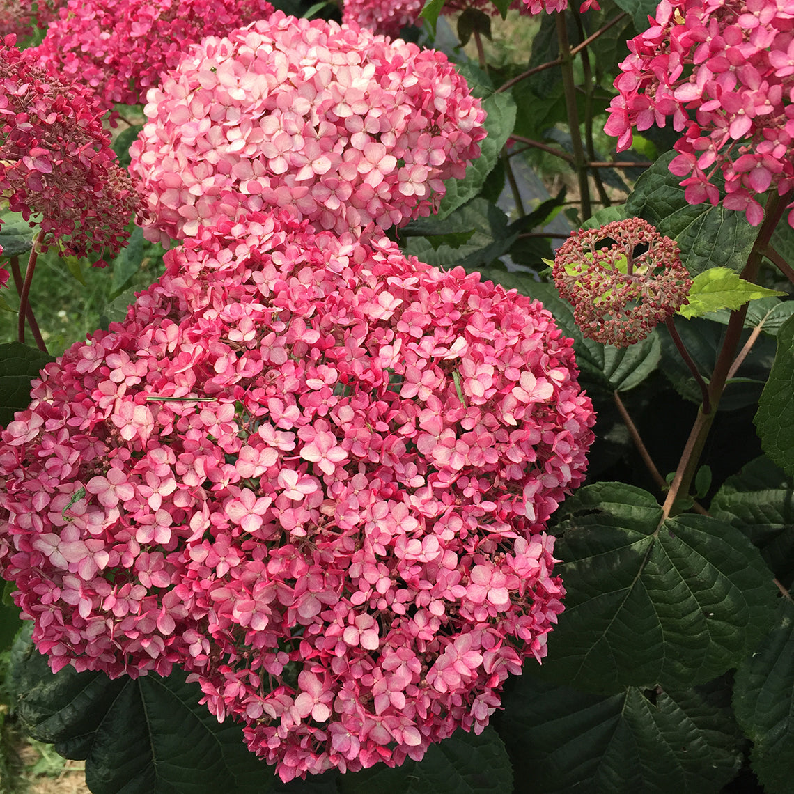 The rich, true pink color of Invincibelle Spirit II flowers.