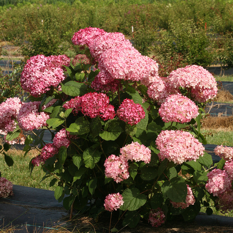 Invincibelle Spirit II hydrangea being trialed in a field and performing very well with strong stems and abundant pink blooms.