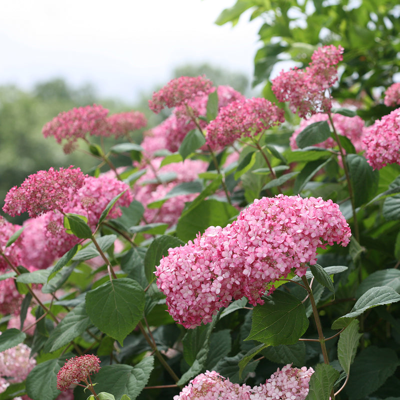 Several pink mophead flowers of Invincibelle Spirit II hydrangea blooming against a cloudy summer sky.