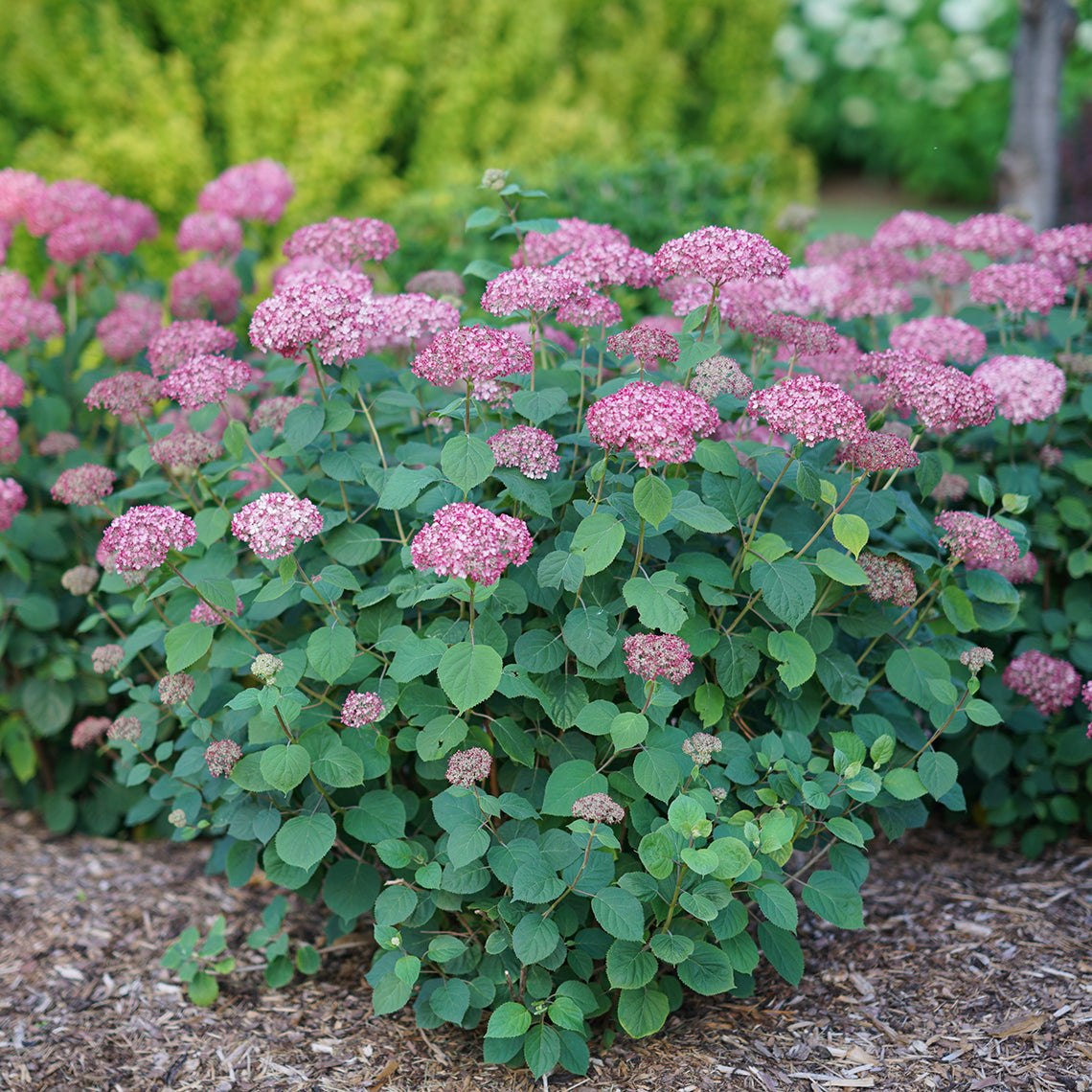 Invincibelle Spirit II hydrangea in bloom with two additional specimens blooming behind it.