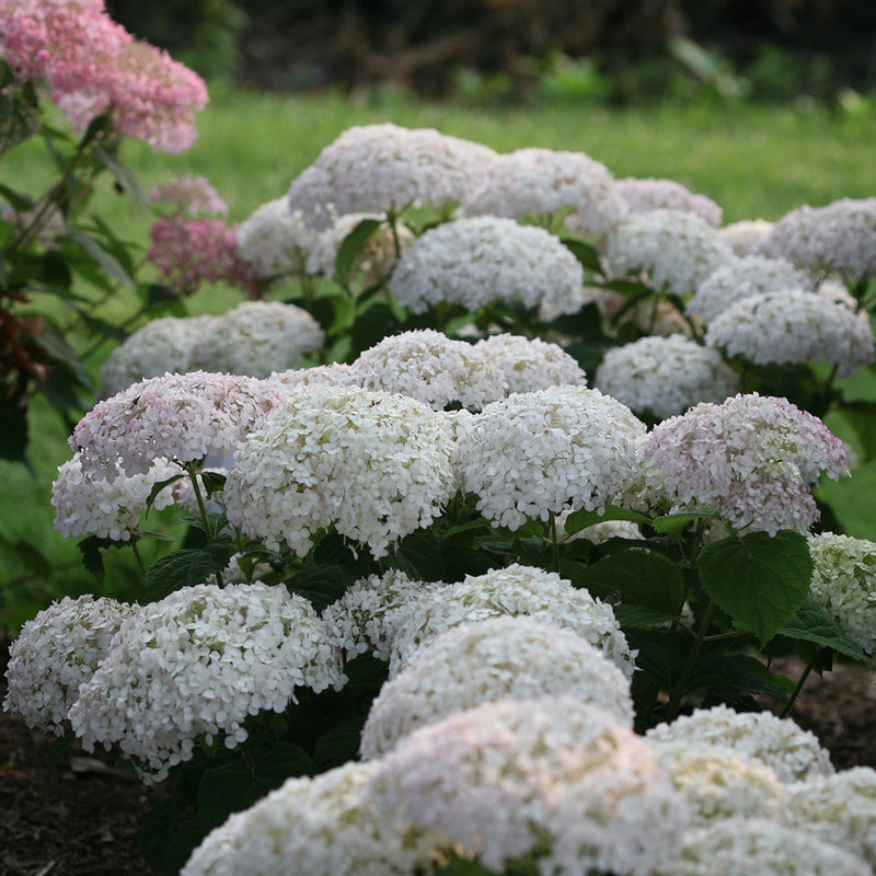 Invincibelle Wee White hydrangea blooms showing the soft blush pink color they take on when they first begin to open.
