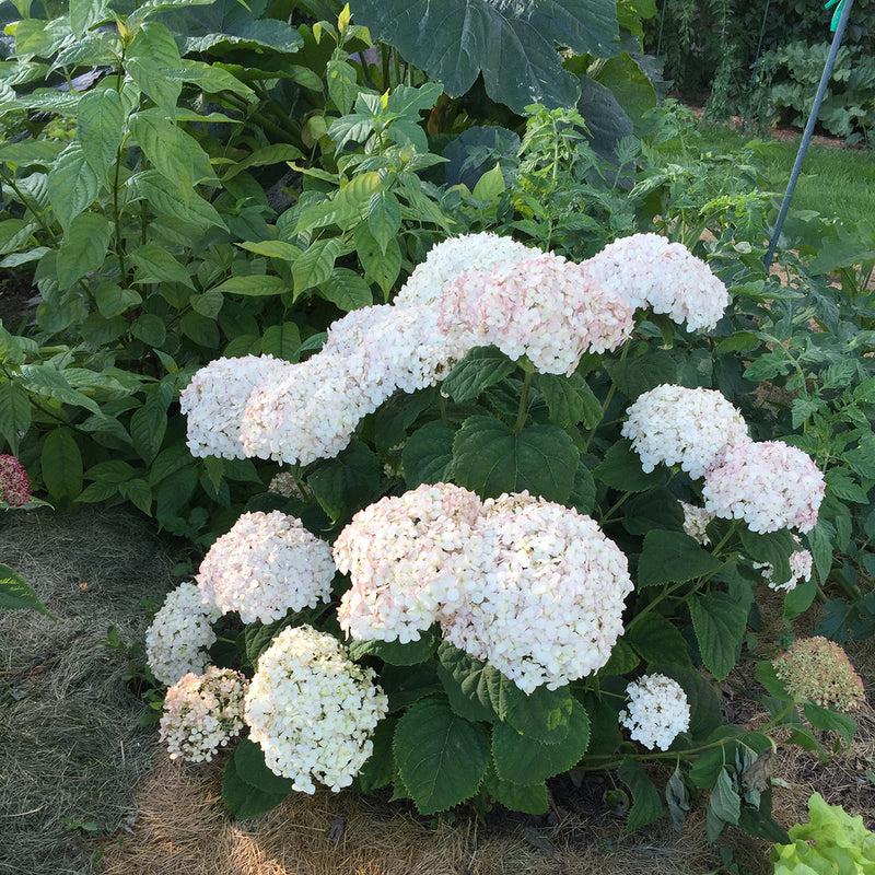 Invincibelle Wee White hydrangea  planted in a vegetable garden where it lends color and interest without taking up much space.