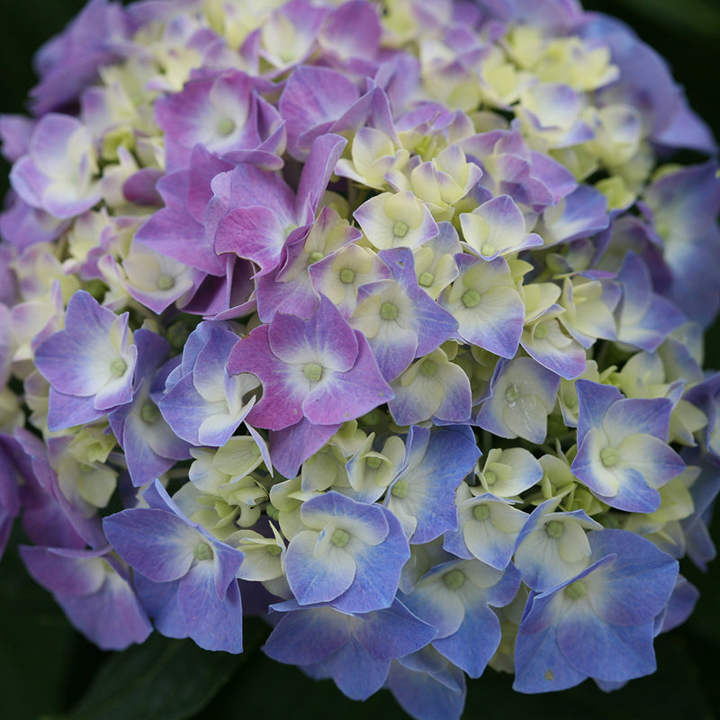 Closeup of the blue and purple mophead bloom of Let's Dance Blue Jangles bigleaf hydrangea.