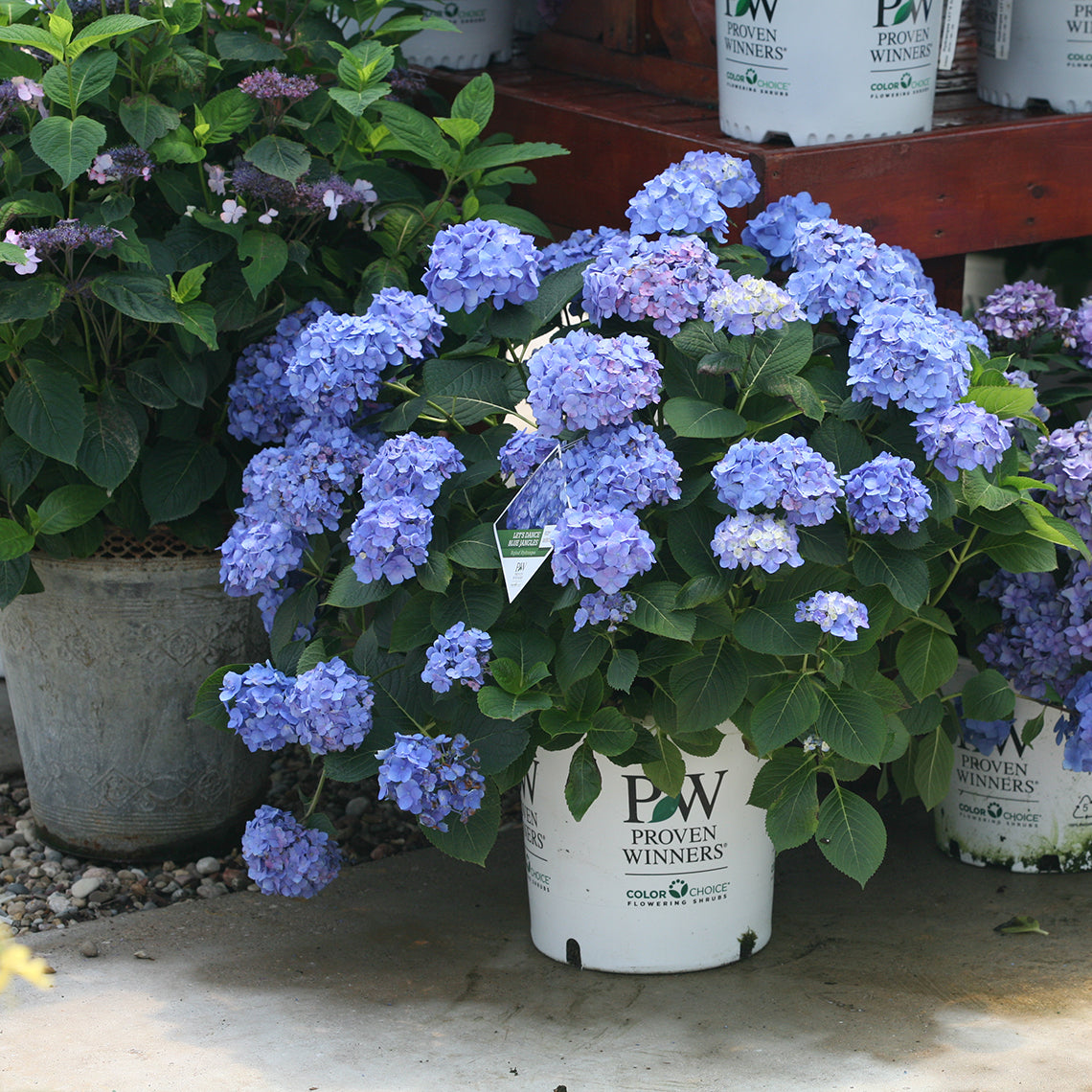 Let's Dance Blue Jangles bigleaf hydrangea