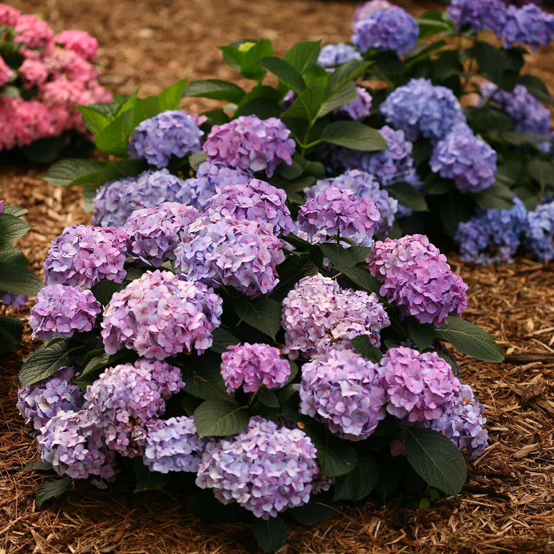 Let's Dance Blue Jangles bigleaf hydrangea