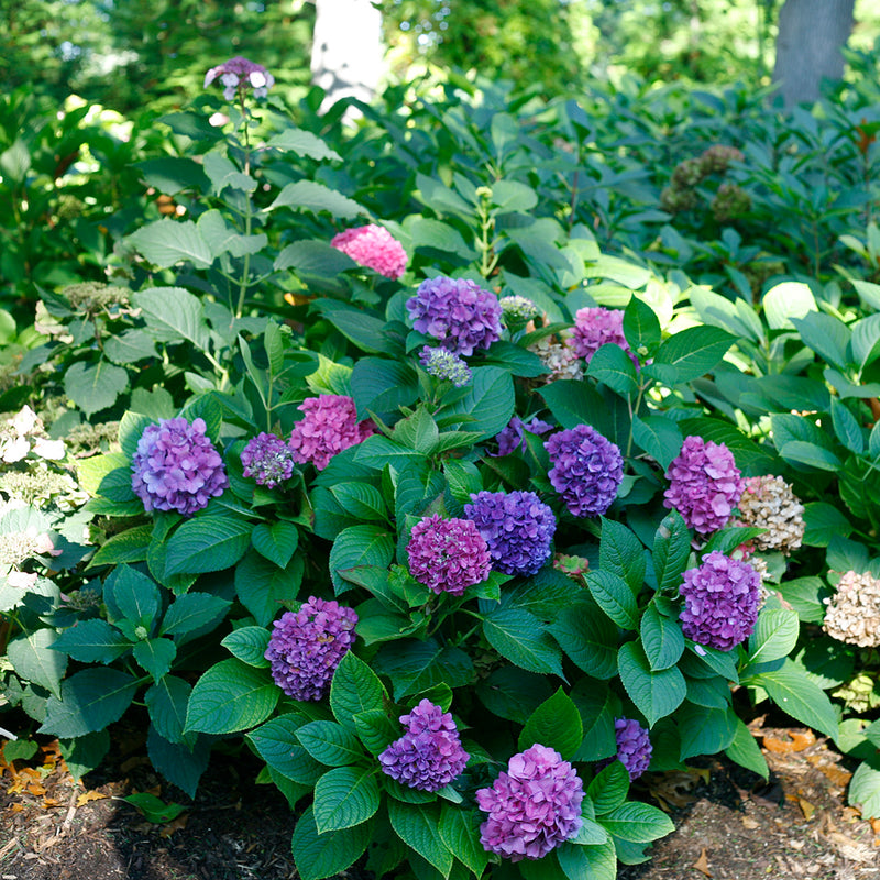 A Let's Dance® Rave® Bigleaf Hydrangea plant blooming in a garden surrounded by other hydrangeas.