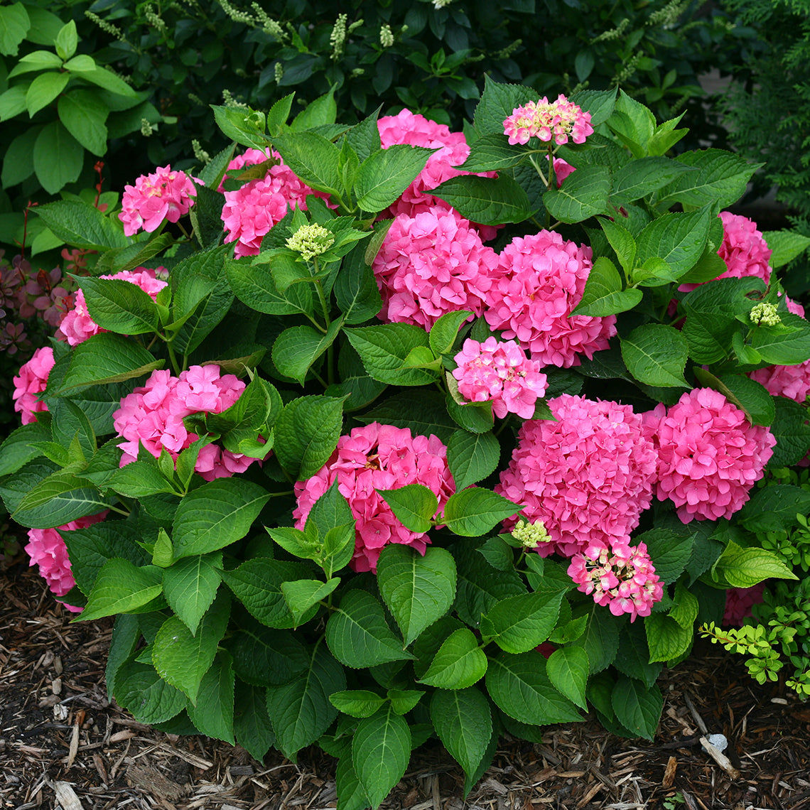 Let's Dance® Rave® Bigleaf Hydrangea showing its bright pink coloration.