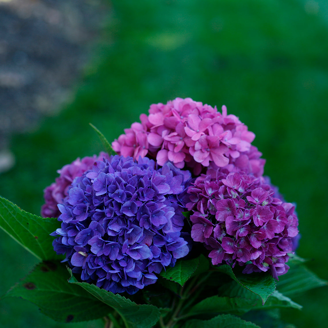 Several blooms of Let's Dance® Rave® Bigleaf Hydrangea showing the range of color this unique rebloomer can take on.