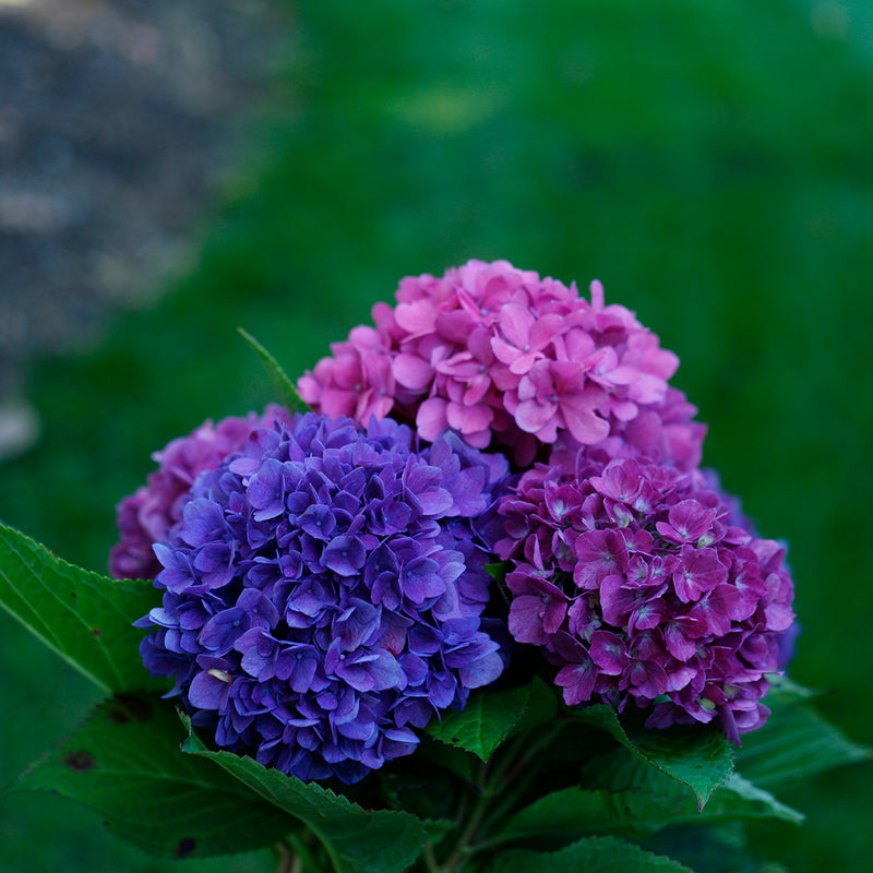 Several blooms of Let's Dance® Rave® Bigleaf Hydrangea showing the range of color this unique rebloomer can take on.
