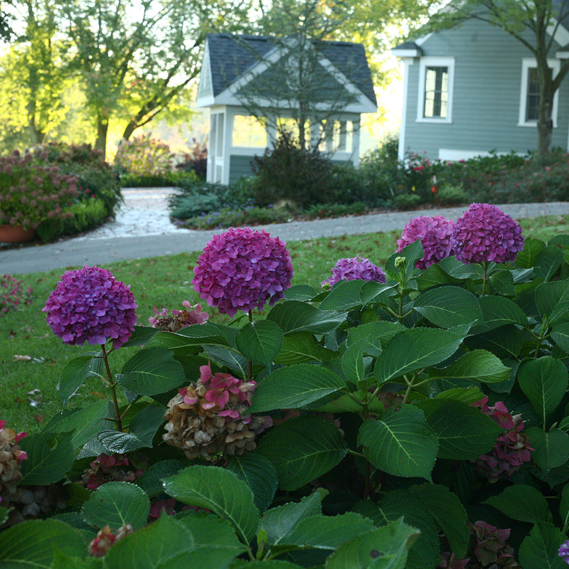 Let's Dance® Rave® Bigleaf Hydrangea in autumn, showing its ability to continue to create new flowers beyond the early summer bloom.