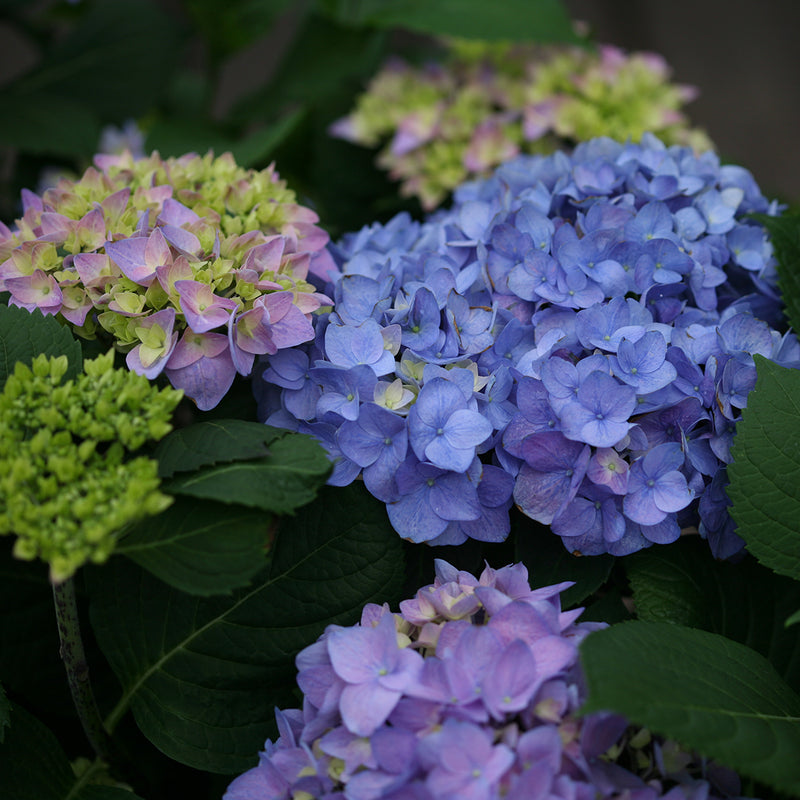 The flowers of Let's Dance Rhythmic Blue hydrangea start green, open purple, then turn blue.