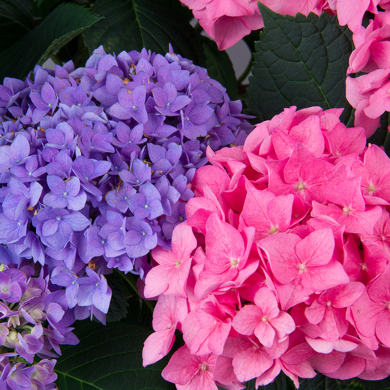 Examples of both blue and pink versions of the flowers of Let's Dance Rhythmic Blue hydrangea.