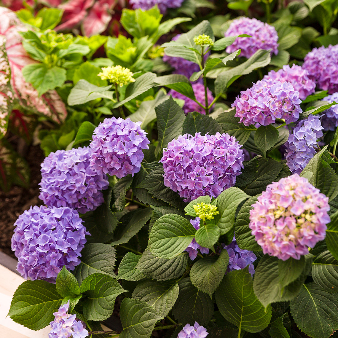 Blue flowers of Let's Dance Rhythmic Blue hydrangea and its neat corrugated foliage.