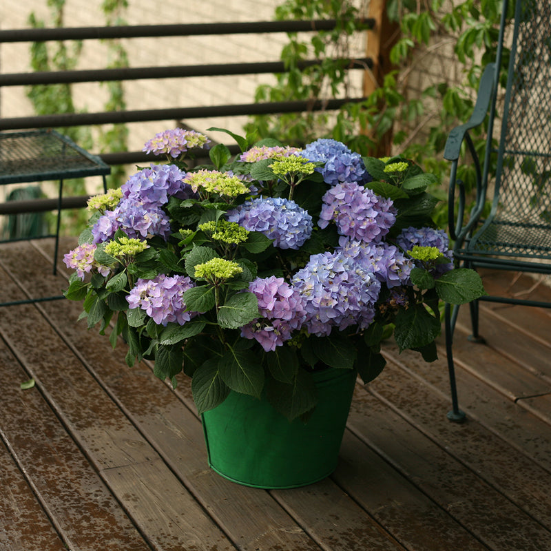 Let's Dance Rhythmic Blue hydrangea growing in a green decorative container.