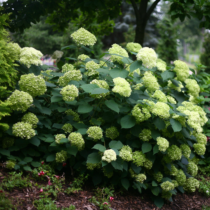 Lime Rickey® Smooth Hydrangea makes a striking presence in the garden, thanks to abundant flower production and strong stems.