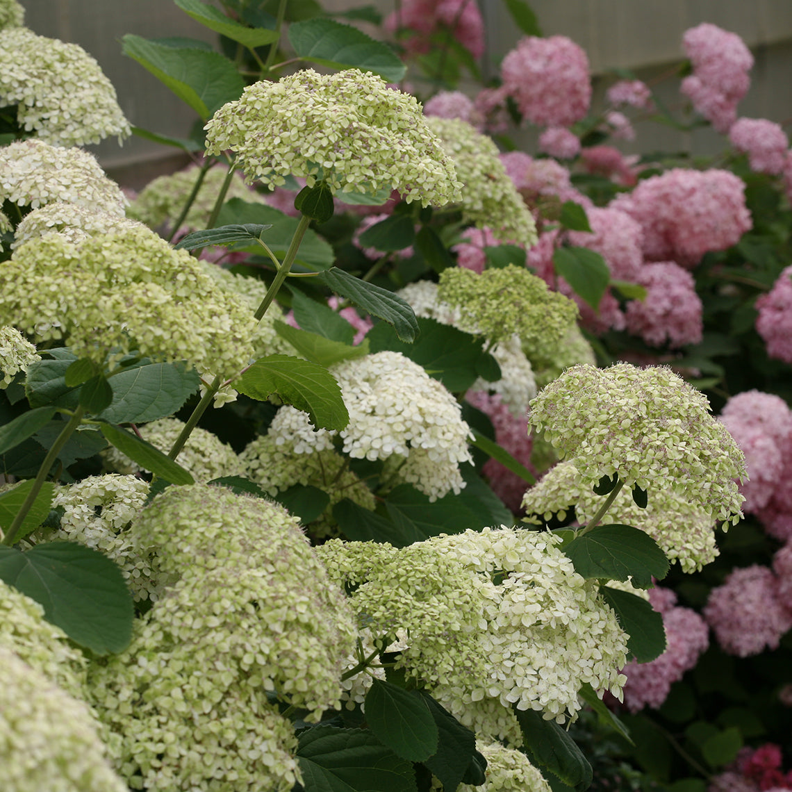 Lime Rickey® Smooth Hydrangea - DISCONTINUED