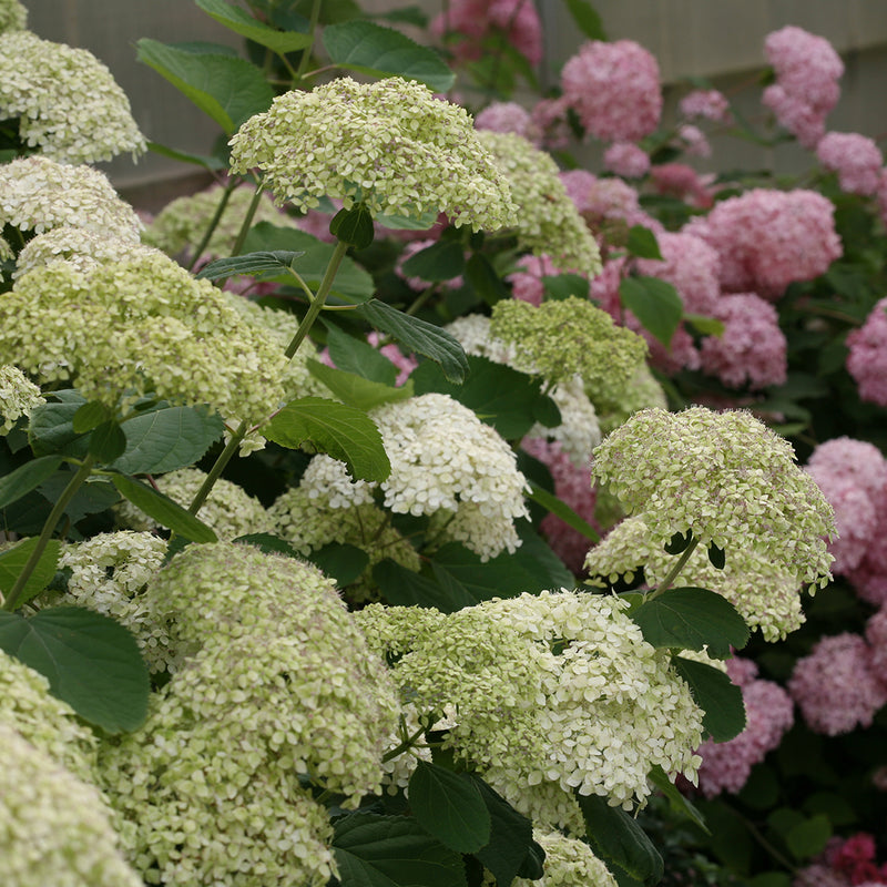 The green blooms of Lime Rickey® Smooth Hydrangea at various stages, held up by very strong stems.