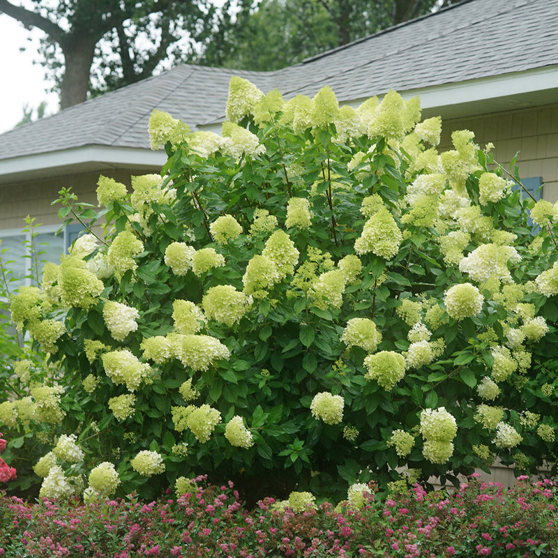 An impressive specimen of Limelight hydrangea covered in green cone-shaped blooms.