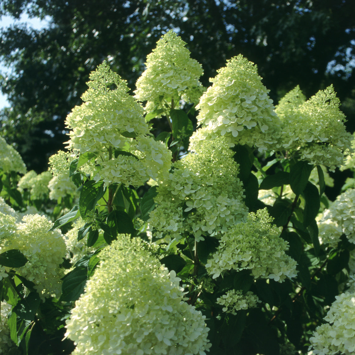 A closeup view of the large green mophead flowers of Limelight hydrangea.